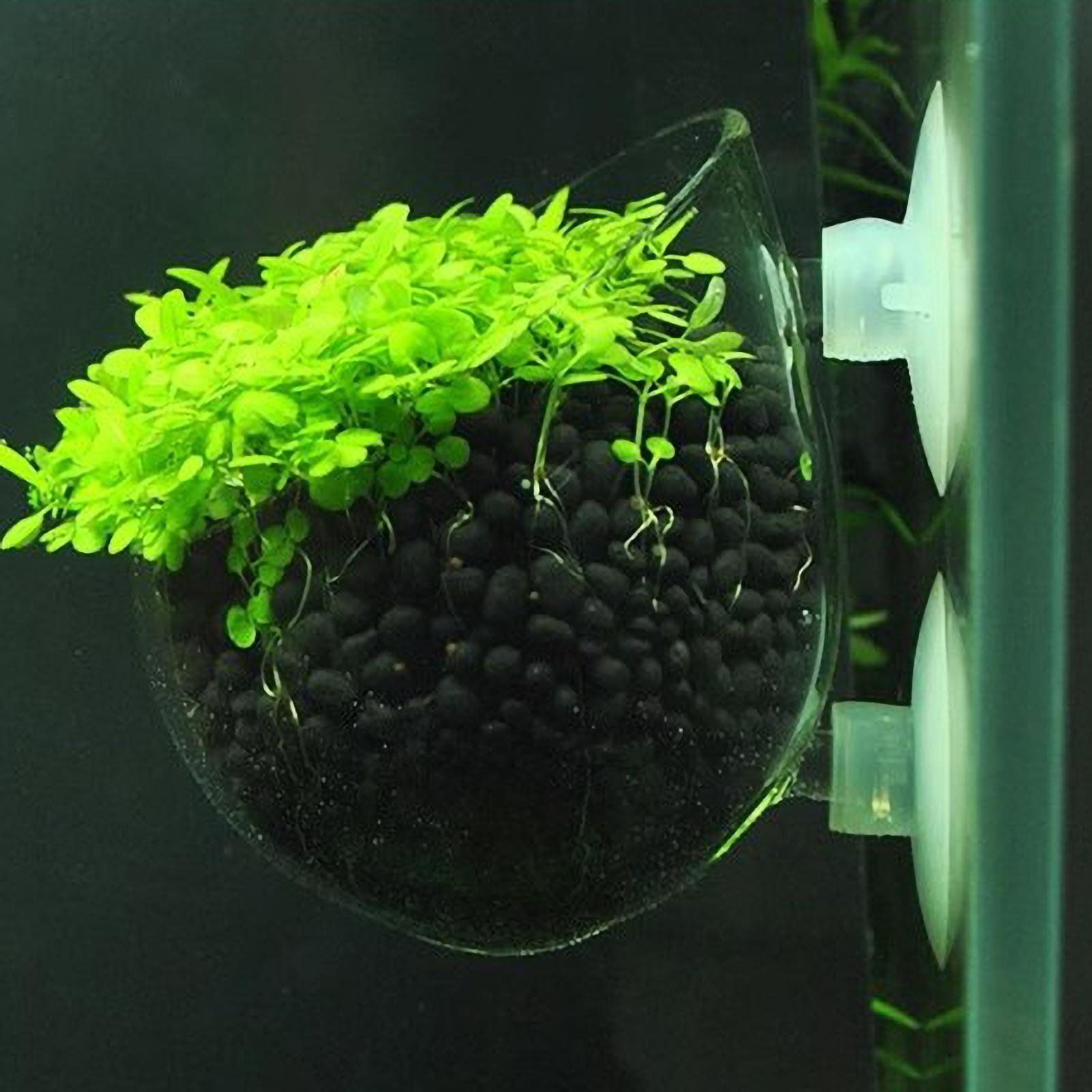 Marine Aquarium Live - Szklany uchwyt na rośliny akwariowe z