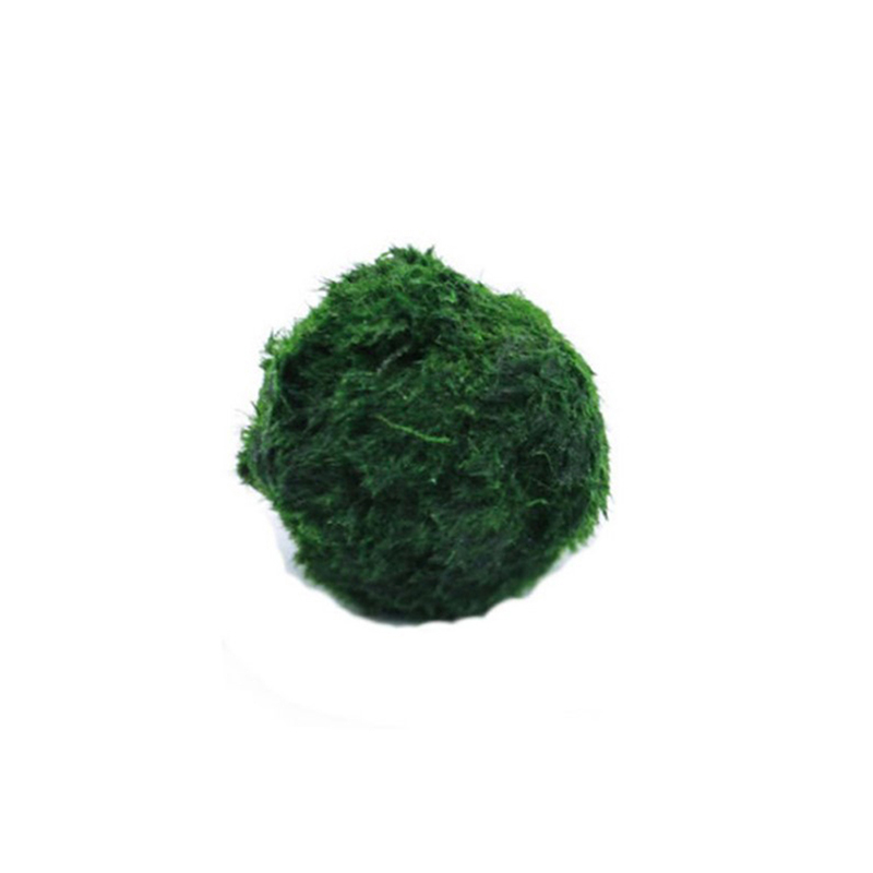 Marine Aquarium Live - Kulki Marimo, żywąca roślinność akwariowa, glony,