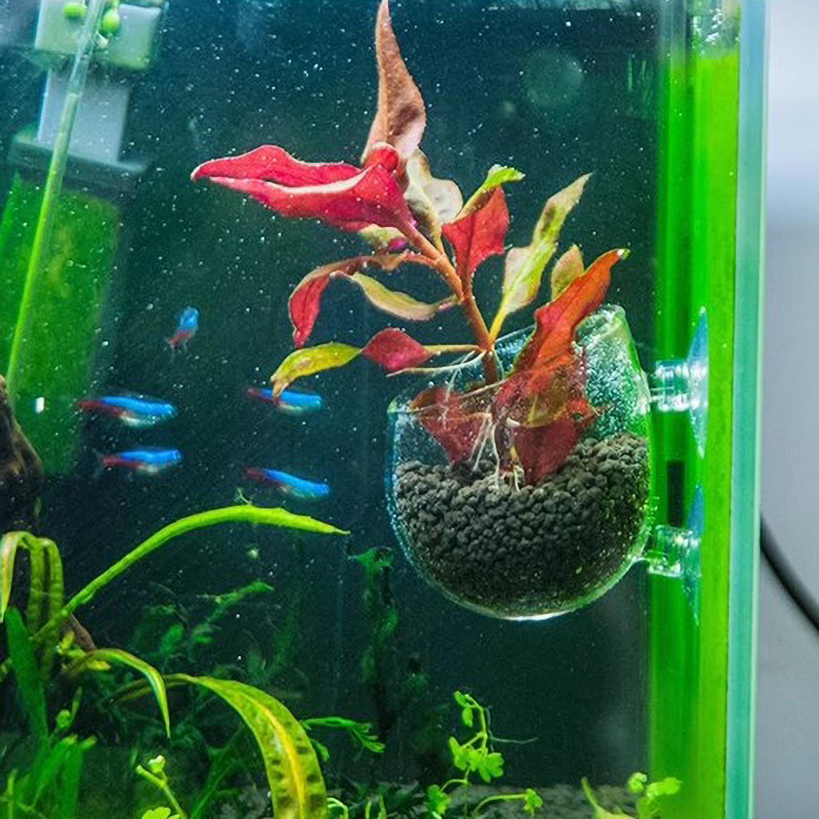 Szklany uchwyt na rośliny akwa – Marine Aquarium Live recenzja i cena