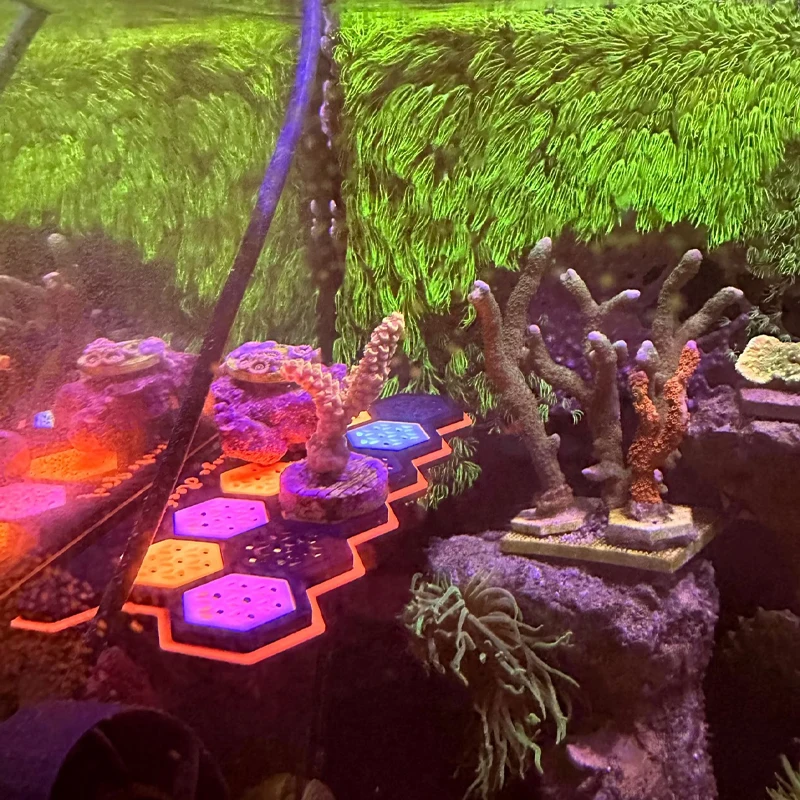 Magnetyczny uchwyt na koraliki – Coral Frag Plug recenzja i cena