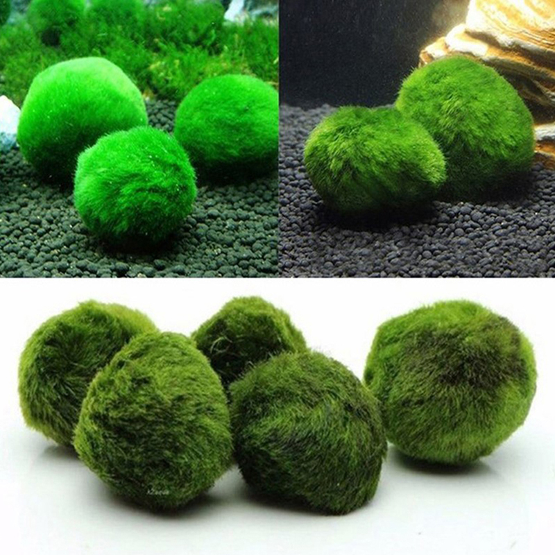 Kulki Marimo, żywąca roślinnoś – Marine Aquarium Live recenzja i cena