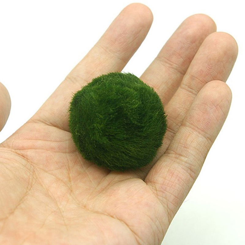 Kulki Marimo, żywąca roślinnoś – Marine Aquarium Live recenzja i cena