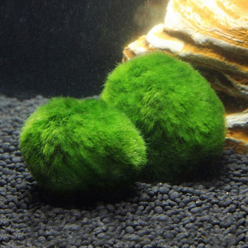 Kulki Marimo, żywąca roślinnoś – Marine Aquarium Live recenzja i cena
