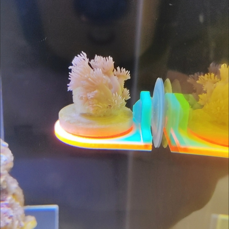 Kolor losowy koralowy uchwyt n – Marine Aquarium Live recenzja i cena