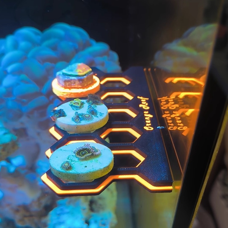 Uchwyt na koraliki magnetyczne – Coral Frag Plug recenzja i cena